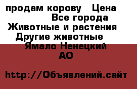 продам корову › Цена ­ 70 000 - Все города Животные и растения » Другие животные   . Ямало-Ненецкий АО